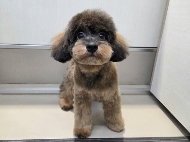 徳島県のハーフ犬・ミックス犬 (アミーゴ徳島沖浜店/2025年12月15日生まれ/女の子/ブリンドル)の子犬の3枚目の画像