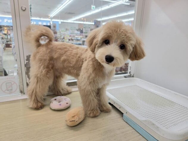 徳島県のハーフ犬・ミックス犬 (アミーゴ徳島沖浜店/2026年1月12日生まれ/男の子/クリーム)の子犬の3枚目の画像