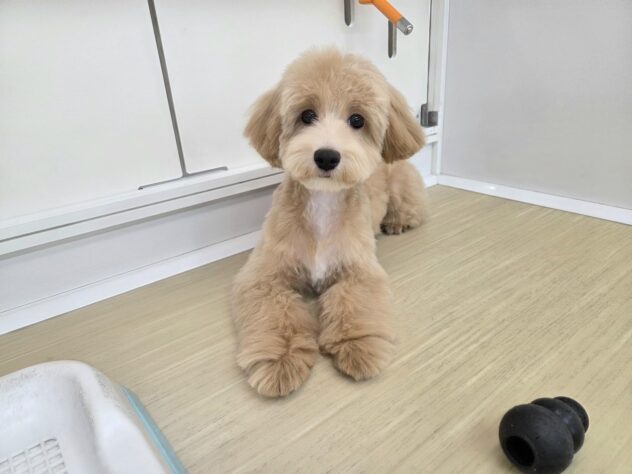徳島県のハーフ犬・ミックス犬 (アミーゴ徳島沖浜店/2026年1月12日生まれ/男の子/クリーム)の子犬の2枚目の画像