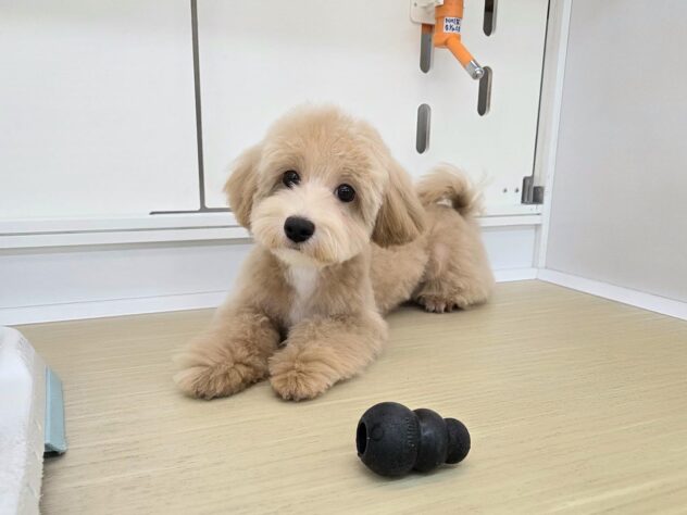 徳島県のハーフ犬・ミックス犬 (アミーゴ徳島沖浜店/2026年1月12日生まれ/男の子/クリーム)の子犬の1枚目の画像