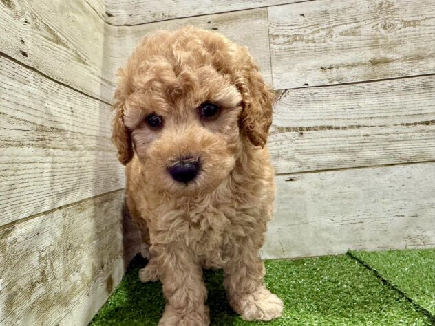徳島県のハーフ犬・ミックス犬 (アミーゴ徳島沖浜店/2026年4月19日生まれ/女の子/アプリコット)の子犬の2枚目の画像
