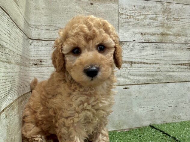 徳島県のハーフ犬・ミックス犬 (アミーゴ徳島沖浜店/2026年4月19日生まれ/女の子/アプリコット)の子犬の3枚目の画像