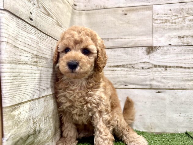 徳島県のハーフ犬・ミックス犬 (アミーゴ徳島沖浜店/2026年4月19日生まれ/女の子/アプリコット)の子犬の1枚目の画像