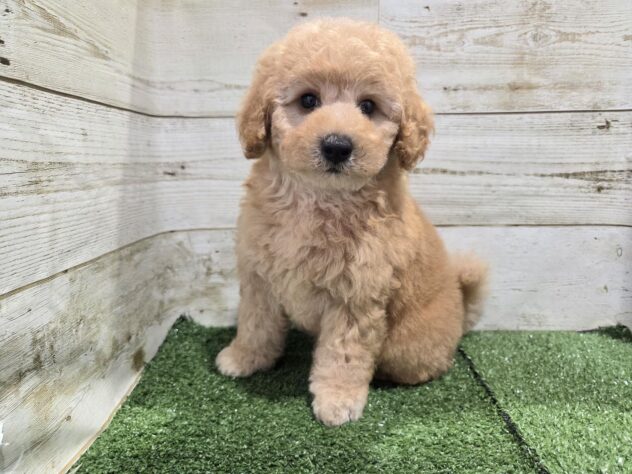 徳島県のハーフ犬・ミックス犬 (アミーゴ徳島沖浜店/2026年4月19日生まれ/女の子/アプリコット)の子犬の1枚目の画像