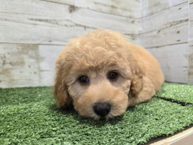 徳島県のハーフ犬・ミックス犬 (アミーゴ徳島沖浜店/2026年4月19日生まれ/女の子/アプリコット)の子犬の3枚目の画像