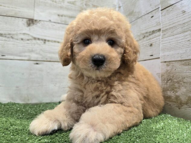 徳島県のハーフ犬・ミックス犬 (アミーゴ徳島沖浜店/2026年4月19日生まれ/女の子/アプリコット)の子犬の4枚目の画像