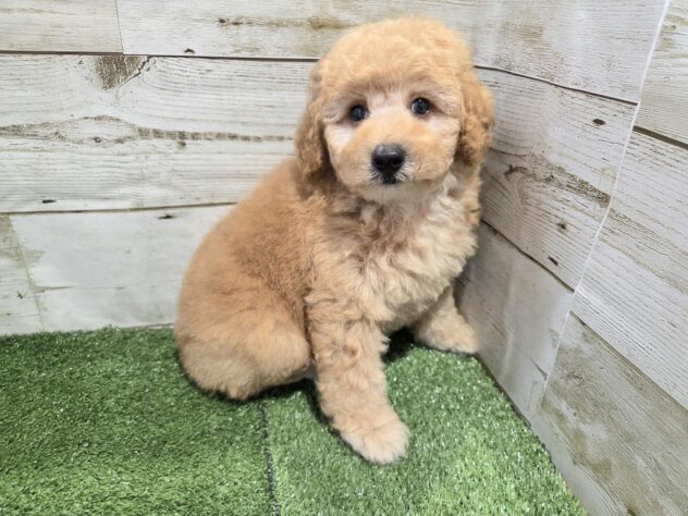徳島県のハーフ犬・ミックス犬 (アミーゴ徳島沖浜店/2026年4月19日生まれ/女の子/アプリコット)の子犬の2枚目の画像