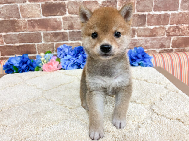 広島県の豆柴 (アミーゴ西条店/2026年4月28日生まれ/男の子/赤)の子犬の1枚目の画像