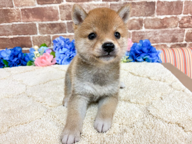 広島県の豆柴 (アミーゴ西条店/2026年4月28日生まれ/男の子/赤)の子犬の2枚目の画像
