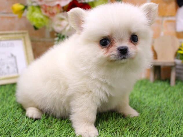 兵庫県のハーフ犬・ミックス犬 (ペット・プラザ アミーゴ三田店/2026年4月22日生まれ/男の子/クリーム)の子犬の3枚目の画像