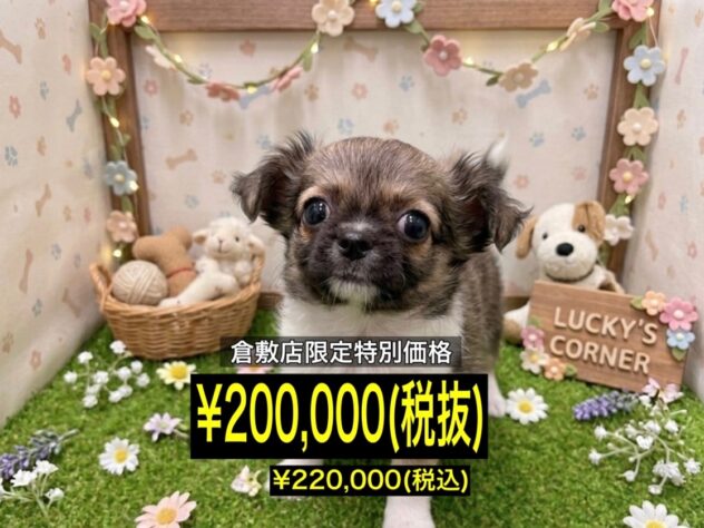 岡山県のチワワ(ロング) (アミーゴ倉敷店/2026年3月30日生まれ/女の子/フォーンホワイト)の子犬