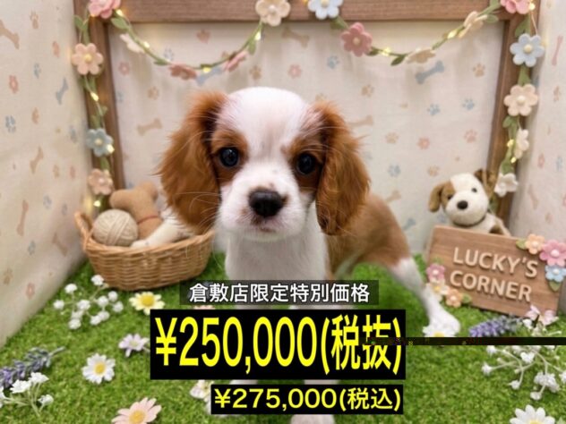 岡山県のキャバリアキングチャールズスパニエル (アミーゴ倉敷店/2026年4月5日生まれ/男の子/ブレンハイム)の子犬