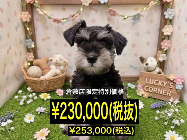 岡山県のミニチュアシュナウザー (アミーゴ倉敷店/2026年4月6日生まれ/女の子/ブラックシルバー)の子犬