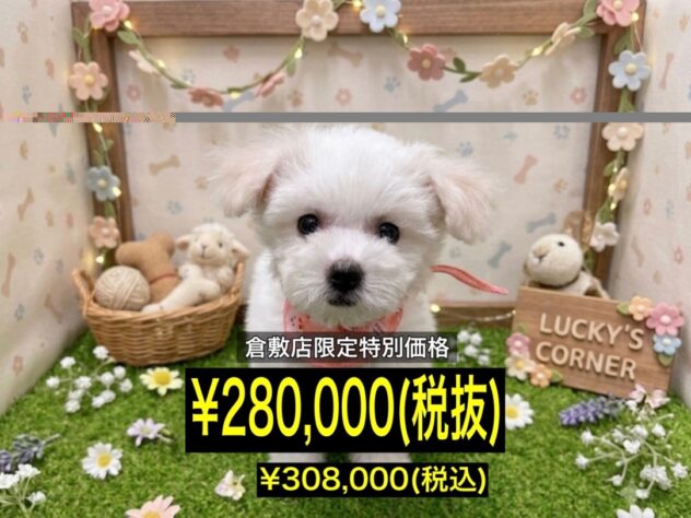 岡山県のビションフリーゼ (アミーゴ倉敷店/2026年3月22日生まれ/女の子/ホワイト)の子犬