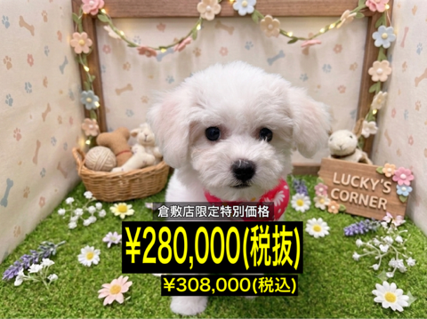 岡山県のビションフリーゼ (アミーゴ倉敷店/2026年3月22日生まれ/女の子/ホワイト)の子犬