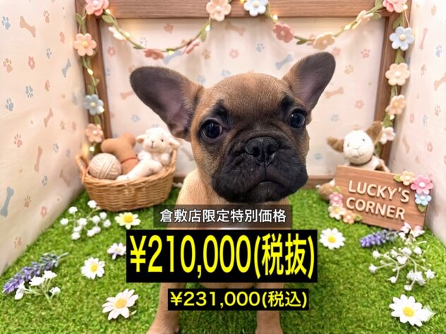 岡山県のフレンチブルドッグ (アミーゴ倉敷店/2026年1月20日生まれ/男の子/フォーン)の子犬