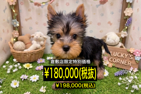 岡山県のヨークシャーテリア (アミーゴ倉敷店/2026年1月26日生まれ/女の子/スチールブルータン)の子犬