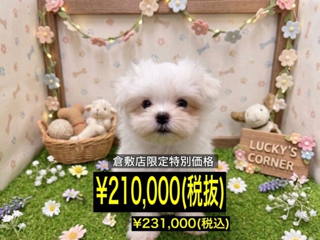 岡山県のマルチーズ (アミーゴ倉敷店/2026年4月5日生まれ/女の子/ホワイト)の子犬