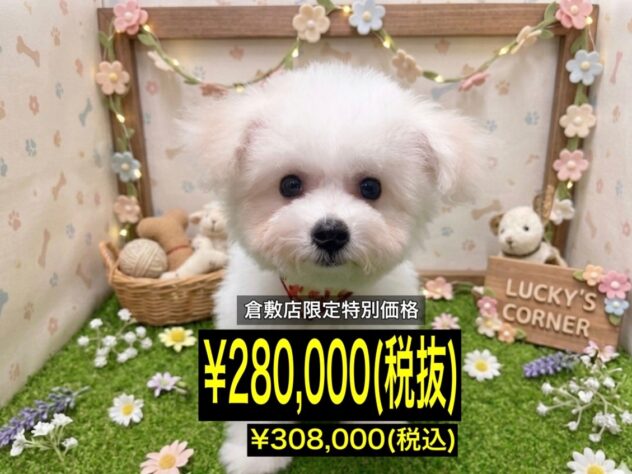 岡山県のビションフリーゼ (アミーゴ倉敷店/2026年3月22日生まれ/女の子/ホワイト)の子犬