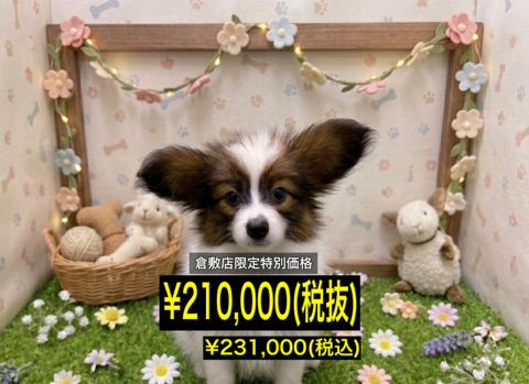 岡山県のパピヨン (アミーゴ倉敷店/2026年3月8日生まれ/男の子/ホワイトセーブル)の子犬