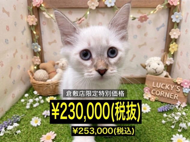 岡山県のサイベリアン (アミーゴ倉敷店/2026年2月14日生まれ/男の子/シールリンクスポイント)の子猫