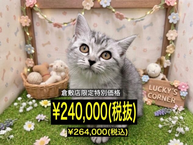 岡山県のマンチカン (アミーゴ倉敷店/2026年1月13日生まれ/女の子/シルバーマッカレルタビー)の子猫