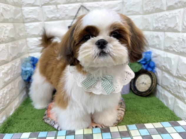 兵庫県のシーズー (ワンキャラット アミーゴ姫路花田店/2025年12月25日生まれ/男の子/ゴールドホワイト)の子犬の3枚目の画像