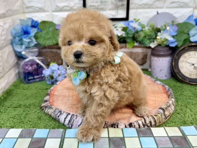 兵庫県のトイプードル(トイ) (ワンキャラット アミーゴ姫路花田店/2026年4月8日生まれ/男の子/アプリコット)の子犬の3枚目の画像