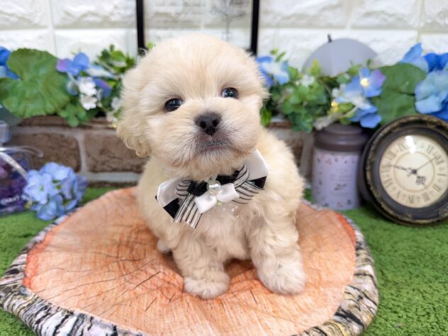 兵庫県のハーフ犬・ミックス犬 (ワンキャラット アミーゴ姫路花田店/2026年4月11日生まれ/男の子/ホワイト)の子犬の3枚目の画像