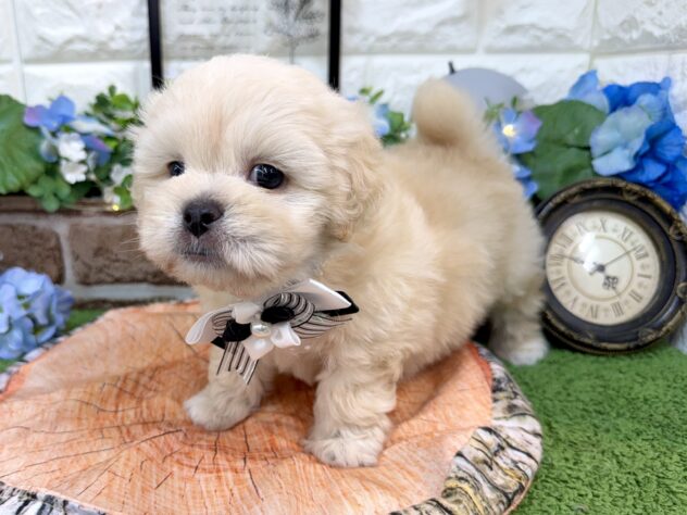 兵庫県のハーフ犬・ミックス犬 (ワンキャラット アミーゴ姫路花田店/2026年4月11日生まれ/男の子/ホワイト)の子犬の2枚目の画像