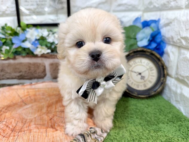兵庫県のハーフ犬・ミックス犬 (ワンキャラット アミーゴ姫路花田店/2026年4月11日生まれ/男の子/ホワイト)の子犬の1枚目の画像