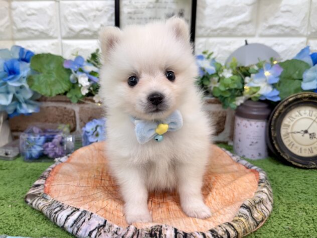 兵庫県のハーフ犬・ミックス犬 (ワンキャラット アミーゴ姫路花田店/2026年4月11日生まれ/男の子/ホワイト)の子犬の2枚目の画像