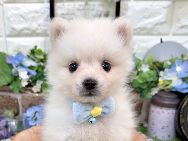 兵庫県のハーフ犬・ミックス犬 (ワンキャラット アミーゴ姫路花田店/2026年4月11日生まれ/男の子/ホワイト)の子犬の1枚目の画像