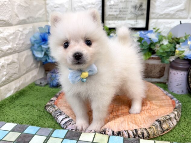 兵庫県のハーフ犬・ミックス犬 (ワンキャラット アミーゴ姫路花田店/2026年4月11日生まれ/男の子/ホワイト)の子犬の4枚目の画像