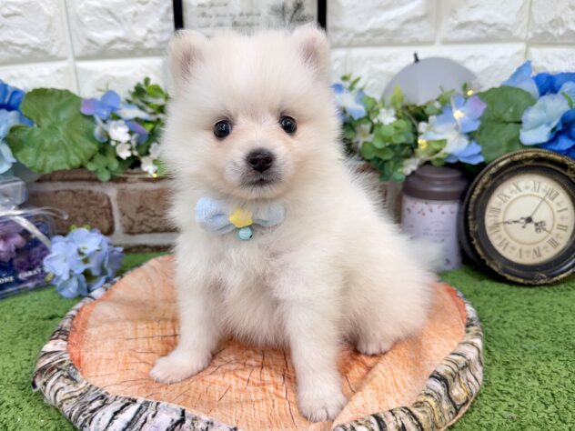 兵庫県のハーフ犬・ミックス犬 (ワンキャラット アミーゴ姫路花田店/2026年4月11日生まれ/男の子/ホワイト)の子犬の3枚目の画像