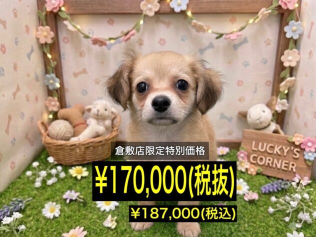 岡山県のハーフ犬・ミックス犬 (アミーゴ倉敷店/2026年3月30日生まれ/男の子/アプリコット)の子犬