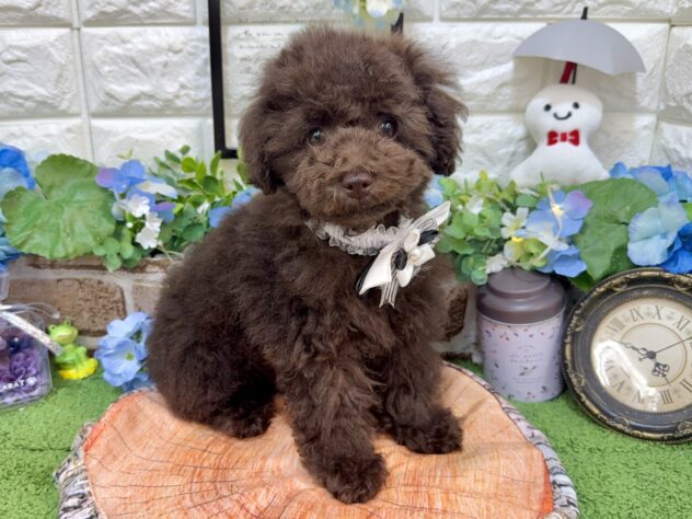 兵庫県のトイプードル(トイ) (ワンキャラット アミーゴ姫路花田店/2026年3月17日生まれ/女の子/ブラウン)の子犬の2枚目の画像