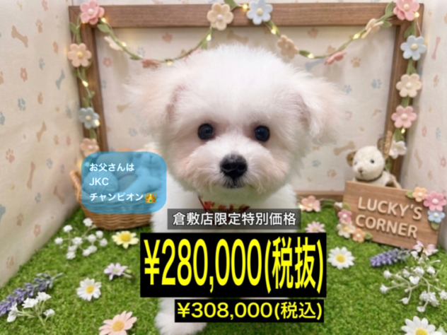 岡山県のビションフリーゼ (アミーゴ倉敷店/2026年3月22日生まれ/女の子/ホワイト)の子犬