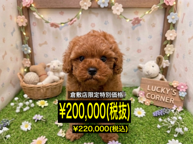 岡山県のトイプードル(トイ) (アミーゴ倉敷店/2026年4月20日生まれ/男の子/レッドフォーン)の子犬