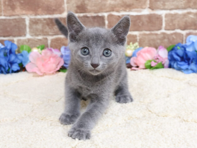 広島県のロシアンブルーの子猫を価格や特徴で探す|ペットショップ探す