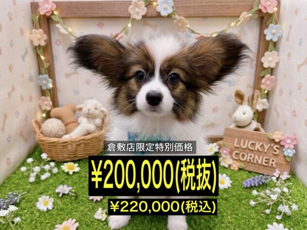 岡山県のパピヨン (アミーゴ倉敷店/2026年3月8日生まれ/男の子/ホワイトセーブル)の子犬