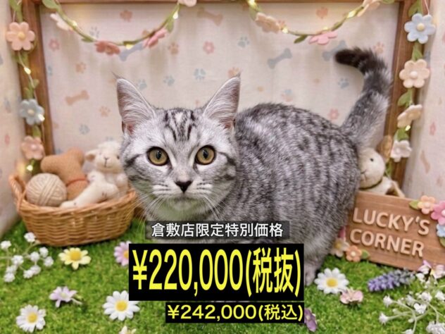 岡山県のマンチカン (アミーゴ倉敷店/2026年1月13日生まれ/女の子/シルバーマッカレルタビー)の子猫