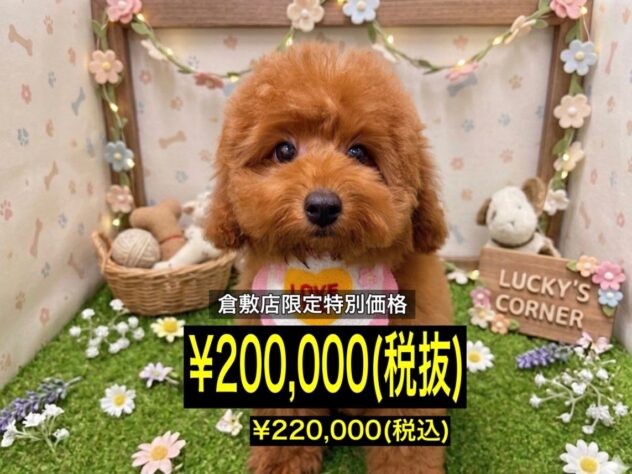 岡山県のトイプードル(トイ) (アミーゴ倉敷店/2026年3月15日生まれ/女の子/レッドフォーン)の子犬