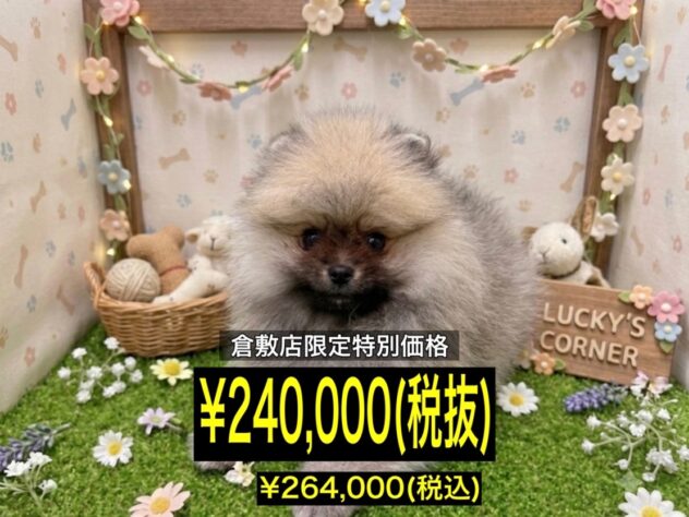岡山県のポメラニアン (アミーゴ倉敷店/2026年3月3日生まれ/男の子/ウルフセーブル)の子犬