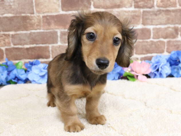 ミニチュアダックスフンド(ロング)(レッド(赤)系)の子犬を価格や特徴で