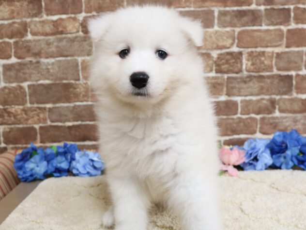 広島県のサモエド (アミーゴ西条店/2026年4月14日生まれ/女の子/ホワイト)の子犬の2枚目の画像