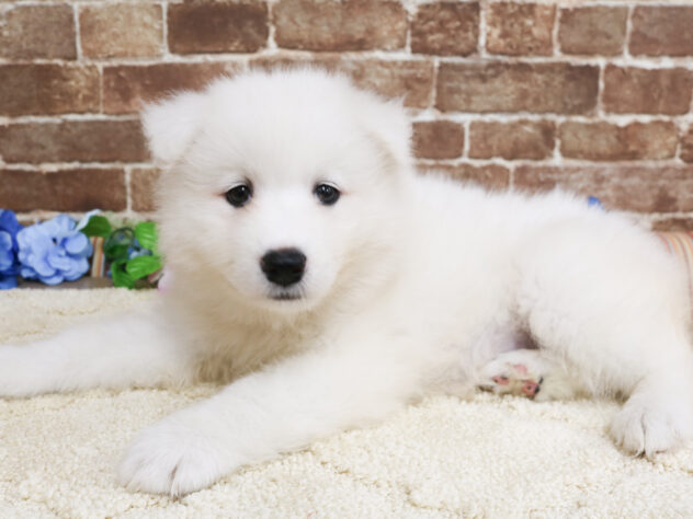 広島県のサモエド (アミーゴ西条店/2026年4月14日生まれ/女の子/ホワイト)の子犬の1枚目の画像
