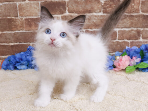 広島県のラグドール (アミーゴ西条店/2026年4月8日生まれ/男の子/シールポイントバイカラー)の子猫の2枚目の画像