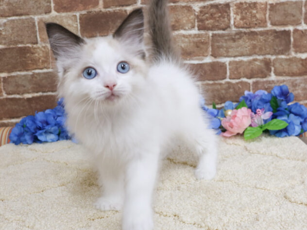 広島県のラグドール (アミーゴ西条店/2026年4月8日生まれ/男の子/シールポイントバイカラー)の子猫の1枚目の画像