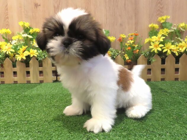 兵庫県のシーズー (アミーゴ伊丹店/2026年4月9日生まれ/男の子/ホワイトゴールド)の子犬